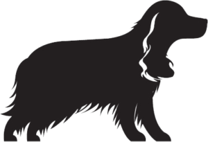 springerspaniel springerspaniel