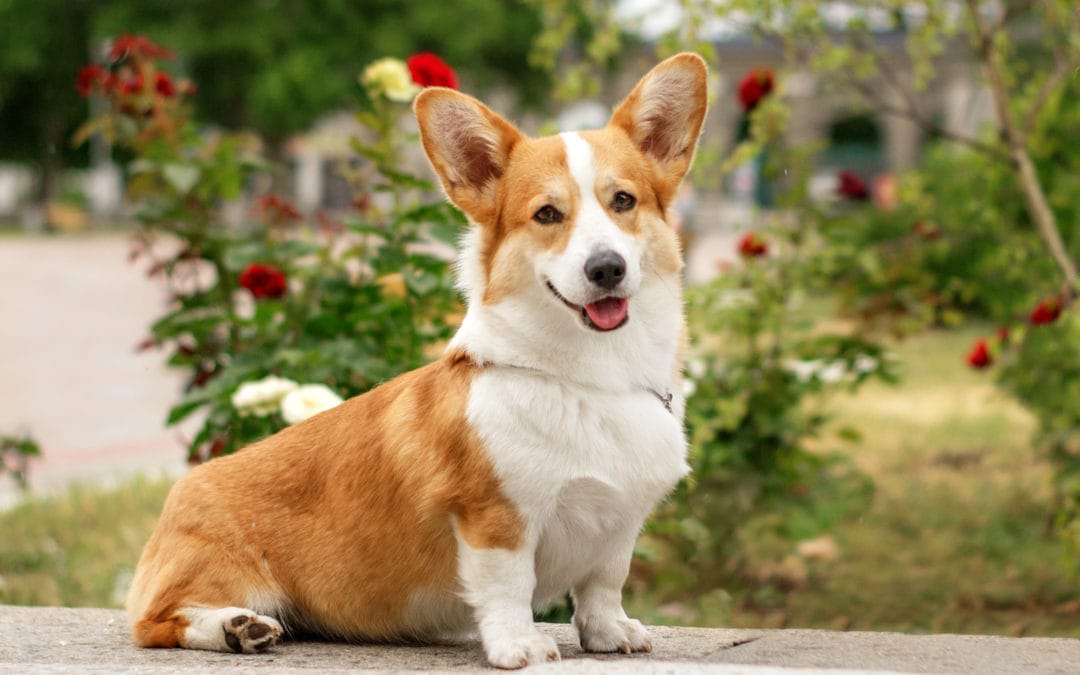 When Is The Best Time to Spay Or Neuter My Corgi?
