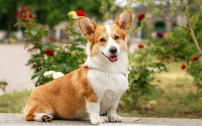 When Is The Best Time to Spay Or Neuter My Corgi?