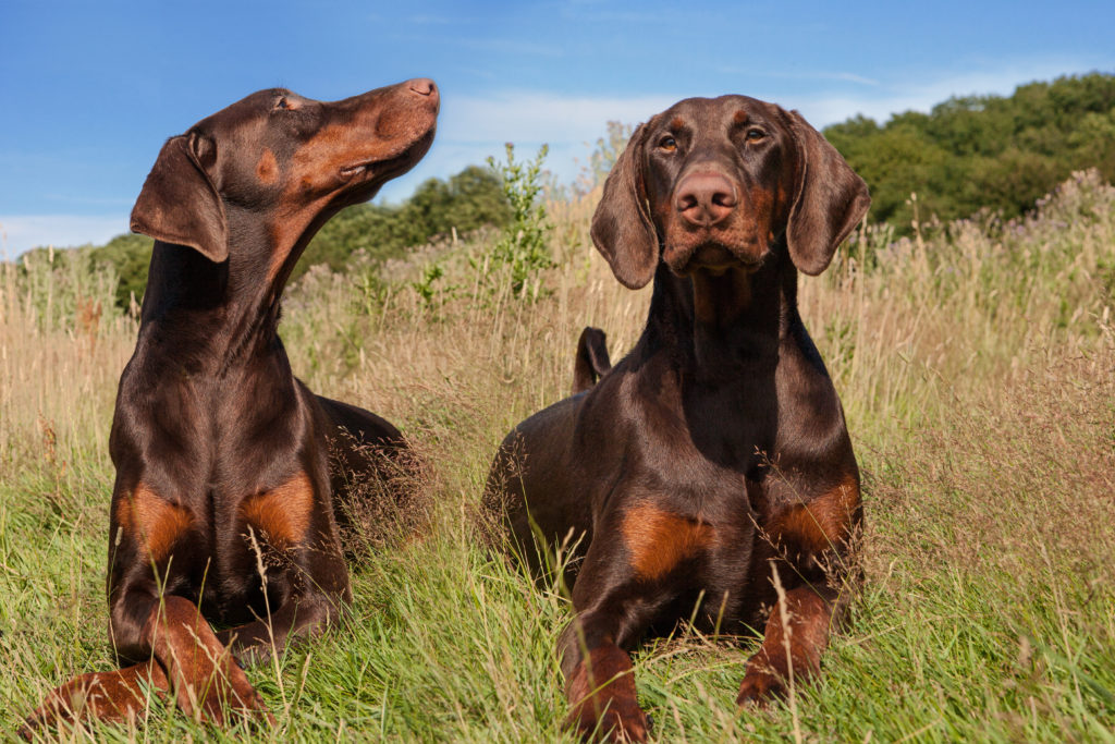 2 Doberman Pinschers socialising