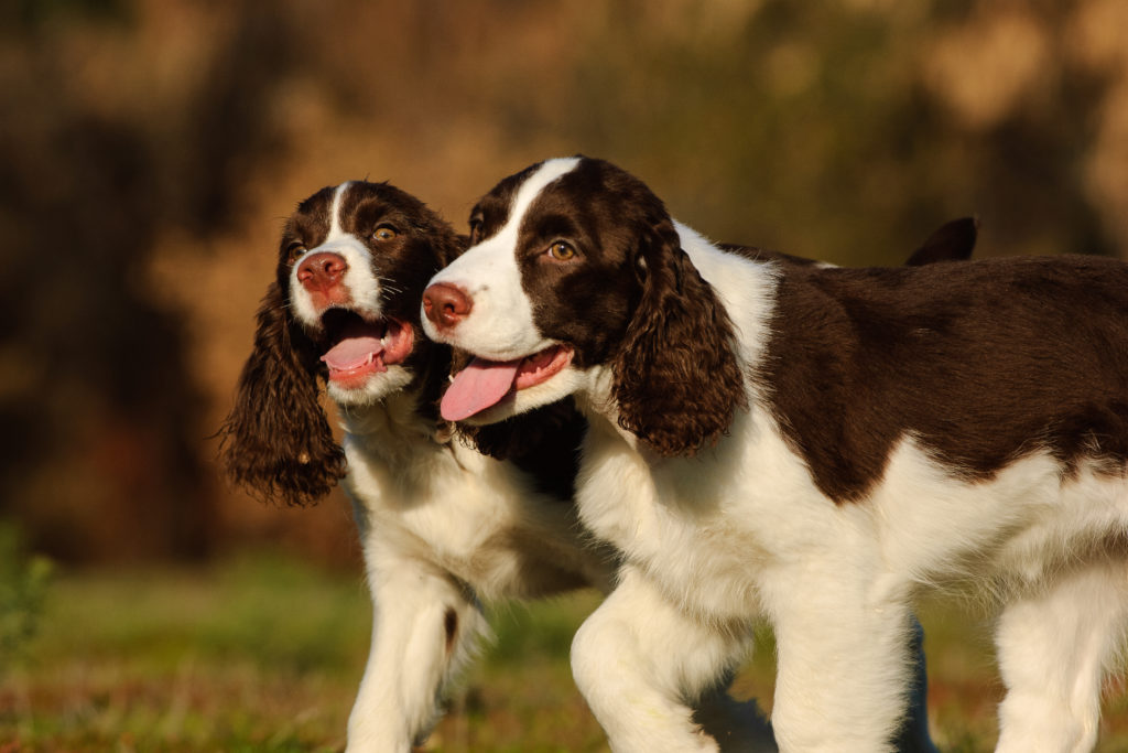 2 English Springer Spaniel learning how to be friends