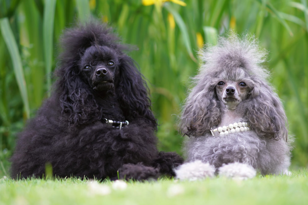 2 toy poodles learning to socialise