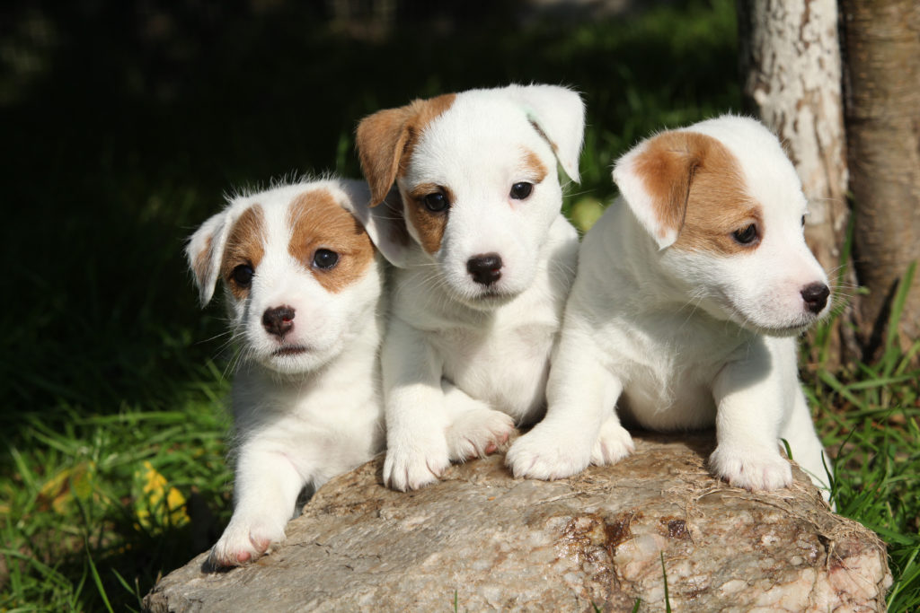 3 Jack Russell Terrier puppies socialising
