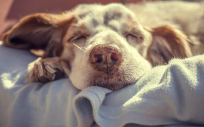 What Your Dogs Vomit Means And Simple Things To Do To Help