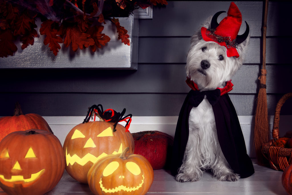 Cute little Westie in a halloween costume, looking quite content and comfortable