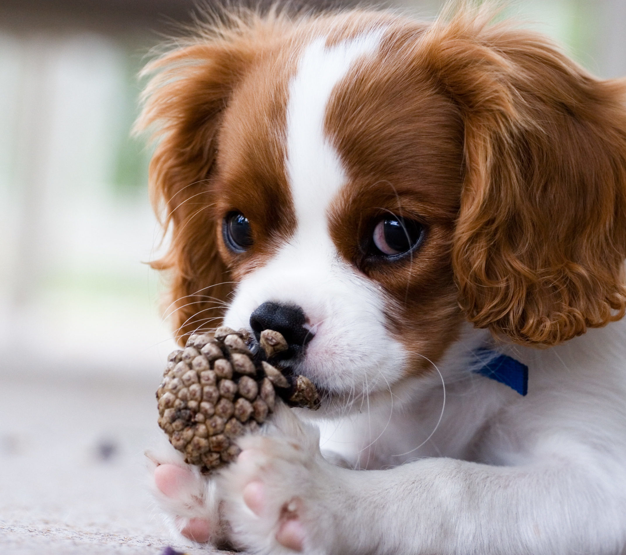 cute little cavalier puppy and a pinecone