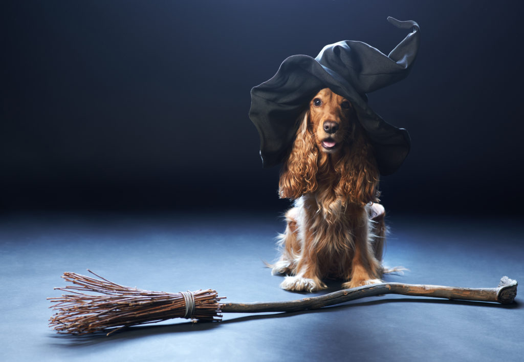 spaniel witch ready for halloween