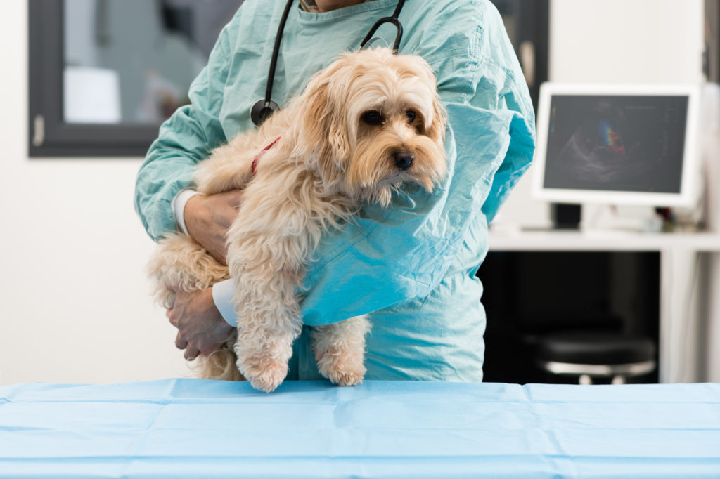 knowing when to go to the vet is pretty tough when you first get a puppy - but sometimes - you just have to follow your instinct