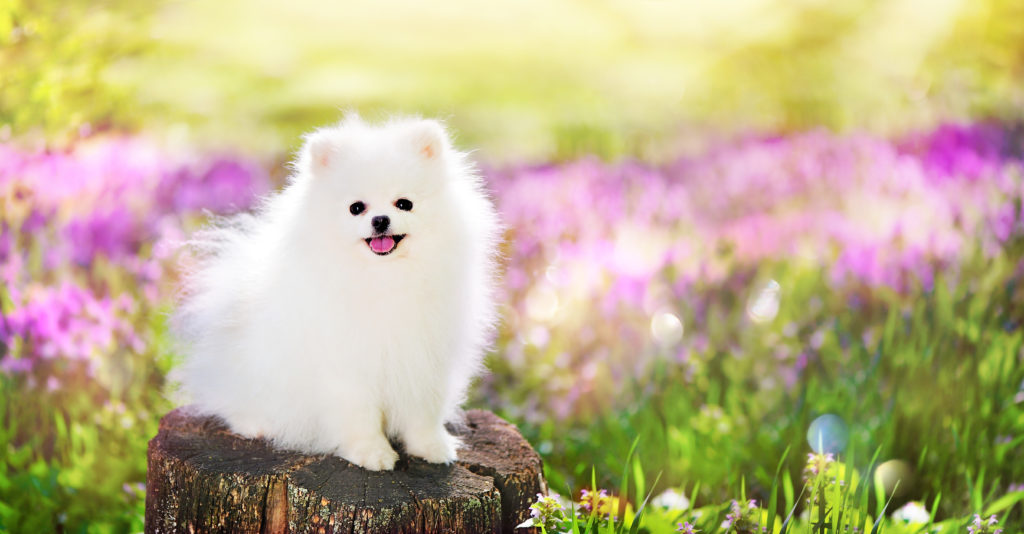 Cute pomeranian puppy.Deciding when to spay or neuter your Pomeranian e is a big decision