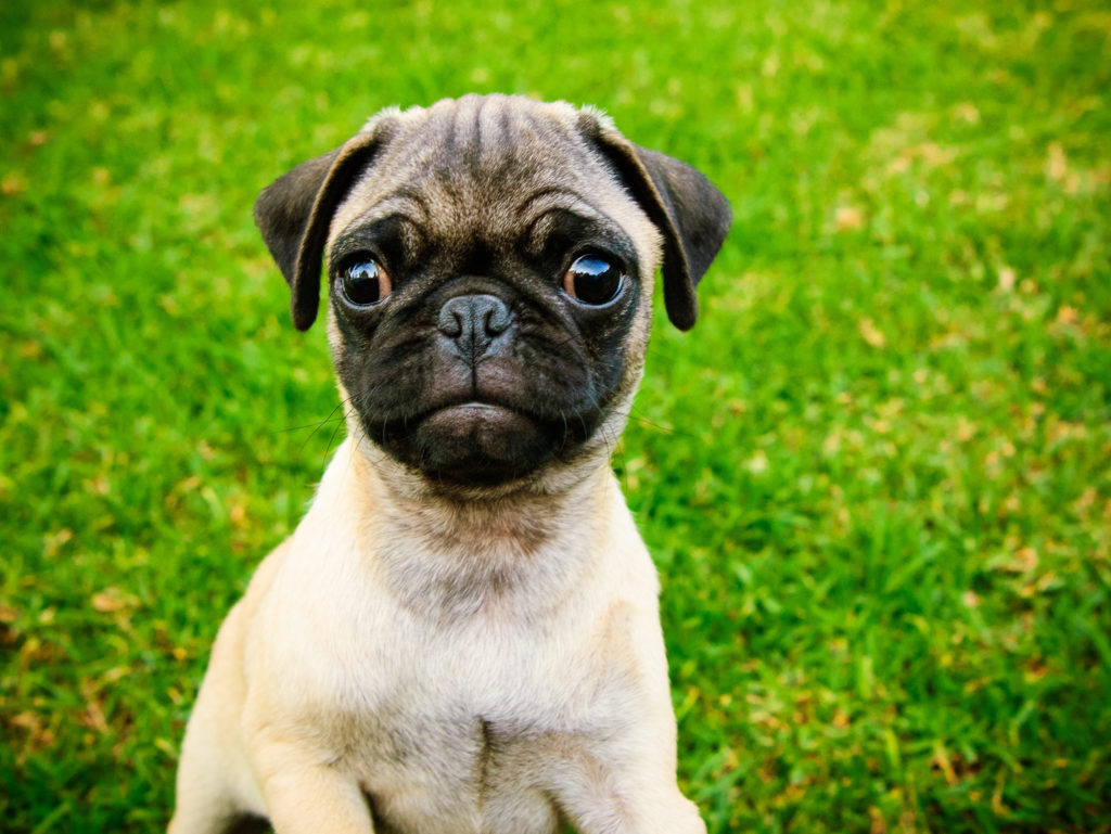 Cute pug puppy