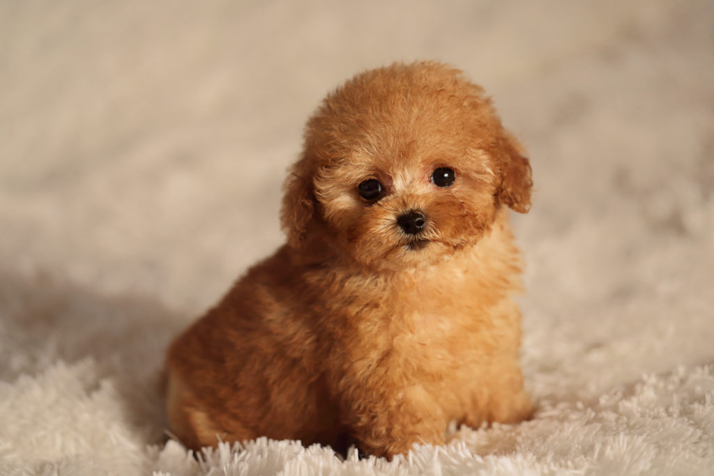 Cute toy poodle