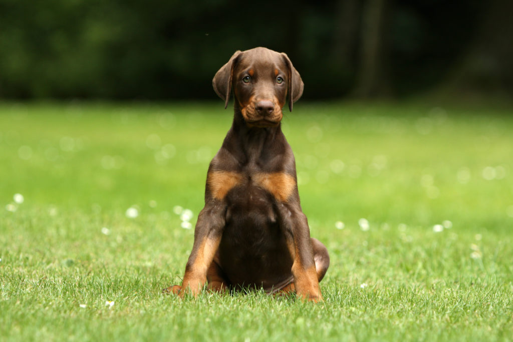 Doberman puppy sitting in the grass.