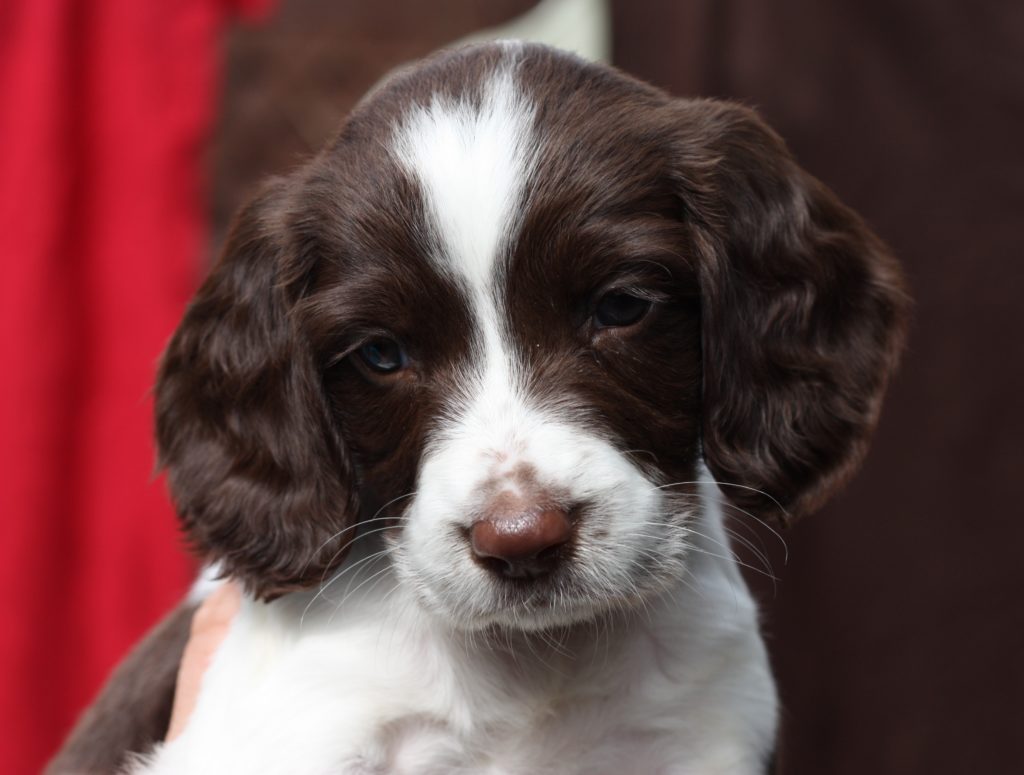 English Springer Spaniel puppy