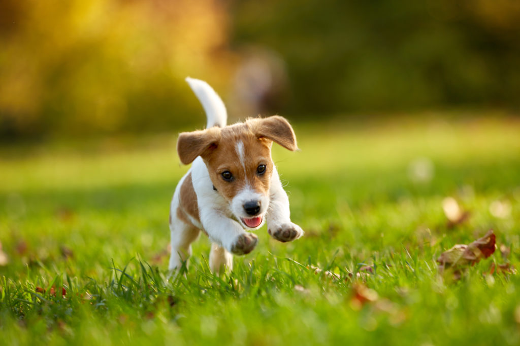 Jack Russell Terrier running. Spaying or neutering a Jack Russell Terrier is a big decision, it's best that they are responsibly bred.
