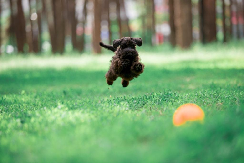 Spaying or neutering a Miniature Schnauzer is a big decision, it's best that they are responsibly bred