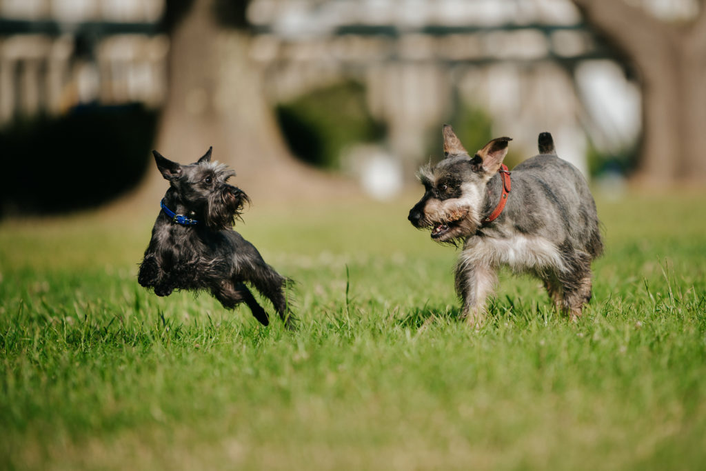 Miniature Schnauzer socialising