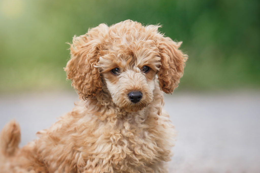 Miniature poodle .Deciding when to spay or neuter your Miniature Poodle is a big decision, it's best that they are responsibly bred