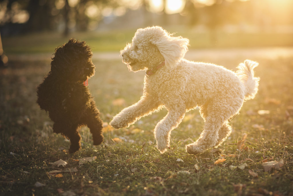 Miniature poodles playing together. Before and after a spay or neuter surgery, socialisation is so important for your Miniature Poodle.