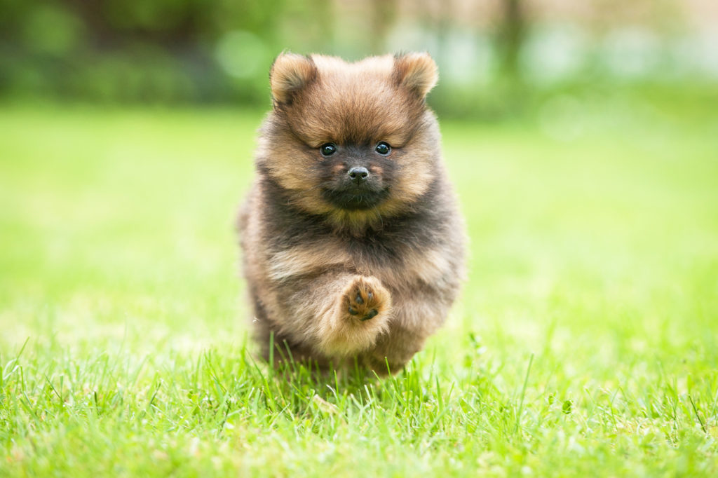 Pomeranian running in the grass