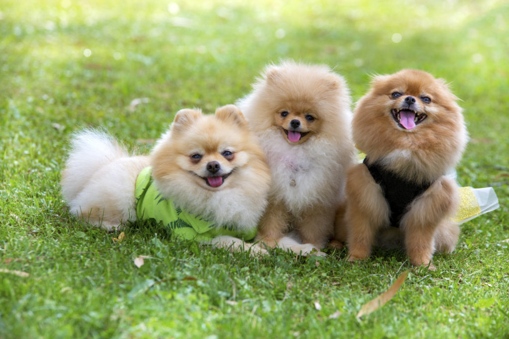 Pomeranians socialising