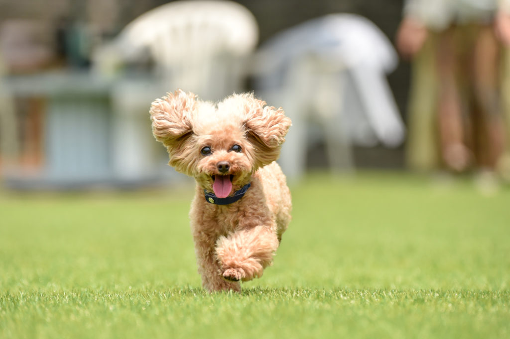 Spaying or neutering a Toy Poodle is a big decision, it's best that they are responsibly bred