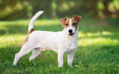 When Is The Best Time To Spay Or Neuter My Jack Russell Terrier?