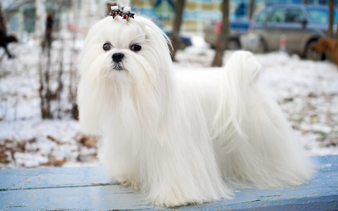 When Is The Best Time To Spay Or Neuter My Maltese?