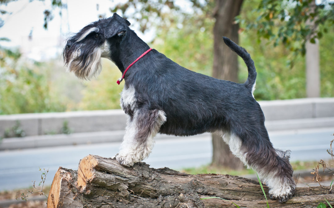 When Is The Best Time To Spay Or Neuter My Miniature Schnauzer?