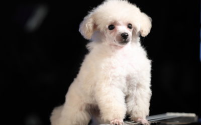 When Is The Best Time To Spay Or Neuter My Toy Poodle?