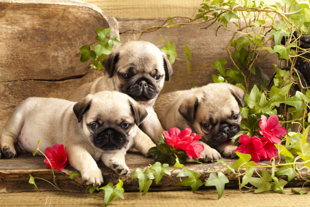 pug puppies socialising