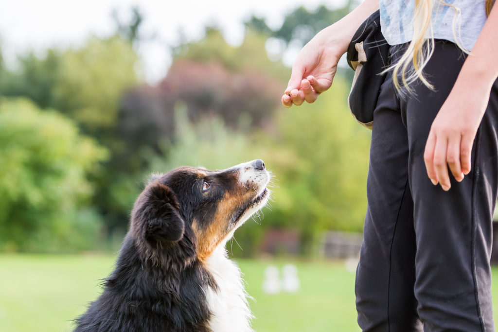 Bernese displaying consistent behaviour. Her mum is slowly decreasing the value of her treats to ensure there is no loss in the learned behaviour