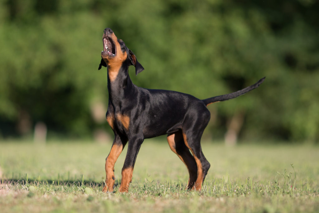 Doberman enjoying some time outdoors