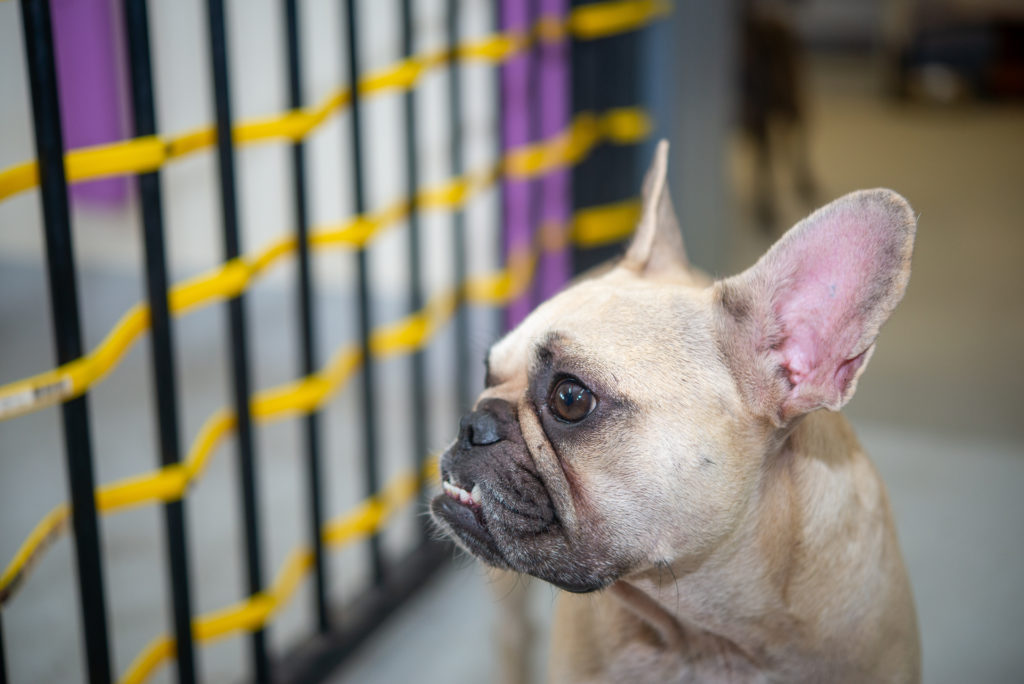 Frenchie looking out of a daycare fence, slow introductions are a good thing