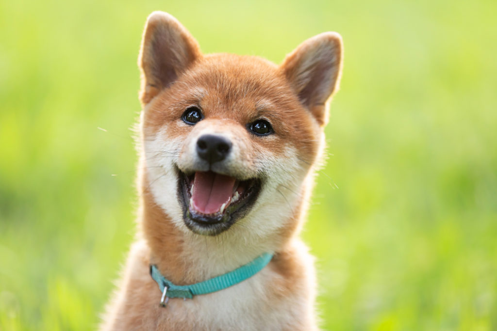 a shiba inu puppy - what a cutie! But would they be right for you? Should you adopt or shop?
