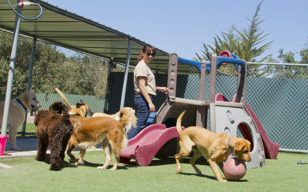 7 Questions To Ask Your Doggy Daycare Before Joining To Set Up For Success!