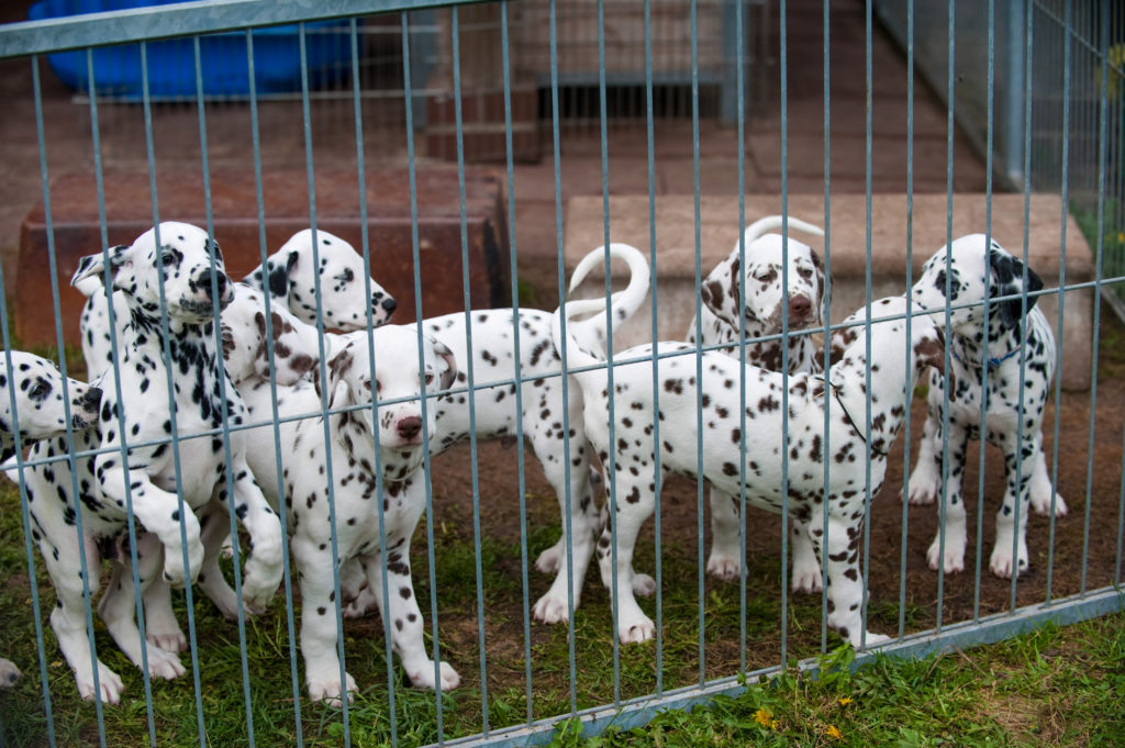 litter of Dalmatian puppies who may or may not be from a great breeder