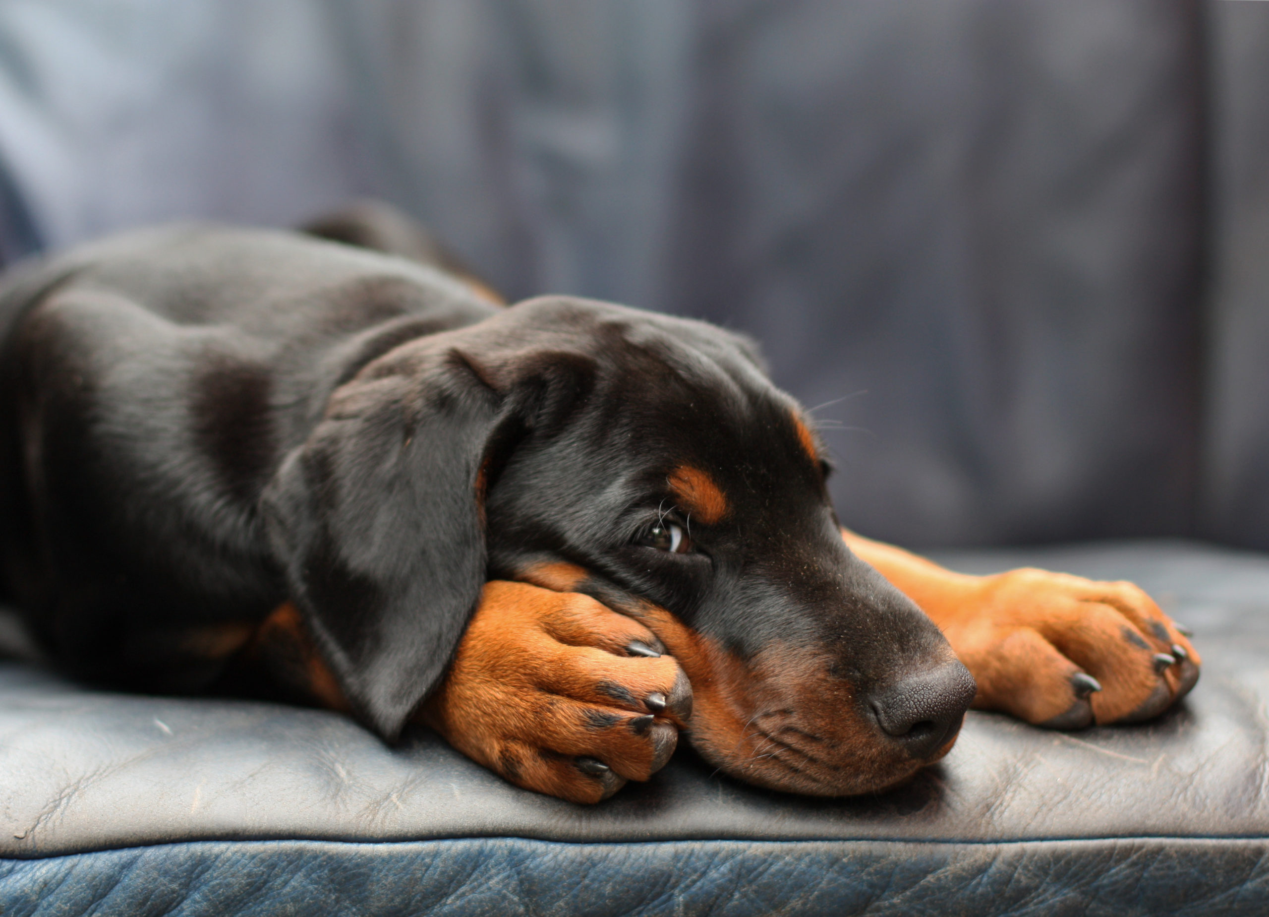 doberman puppy resting up on the sofa after spay neuter surgery