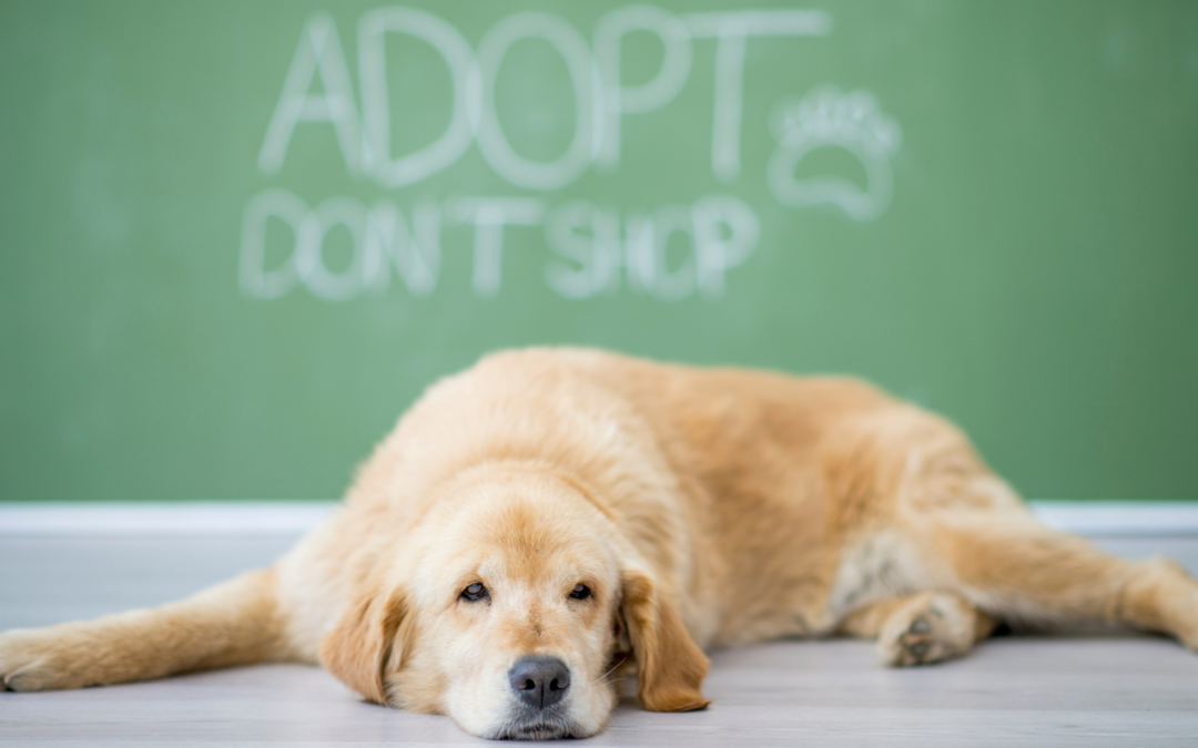 Adopt Vs Shop: The Simplified What To Do When Getting A Dog Or Puppy