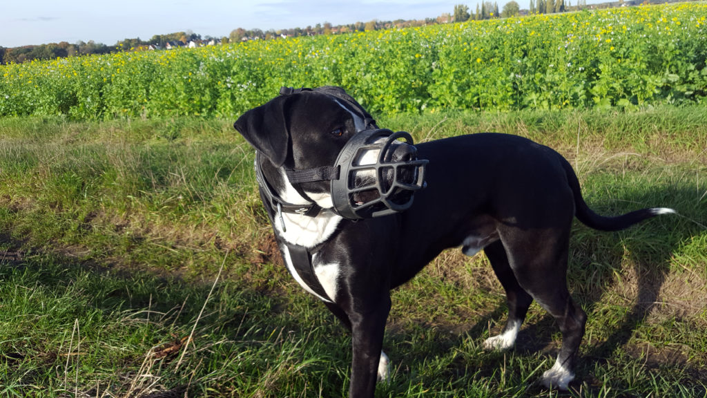 A baskerville ultra muzzle fitted to pretty black an white dog
