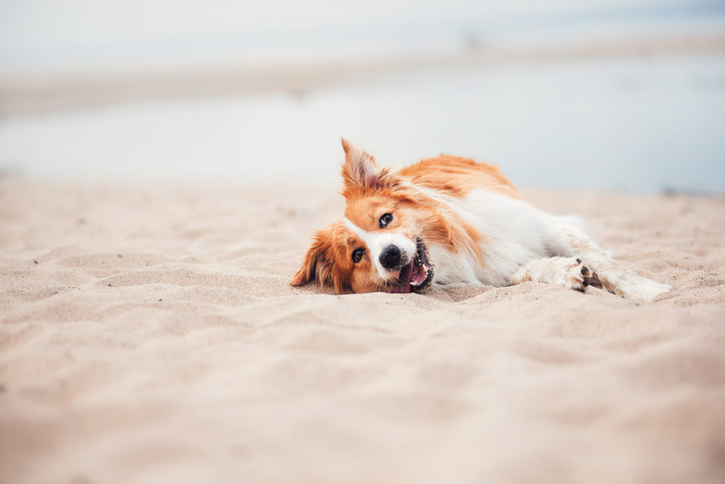 good sleep definitely comes in amongst the needs of our dogs - but is it critical?