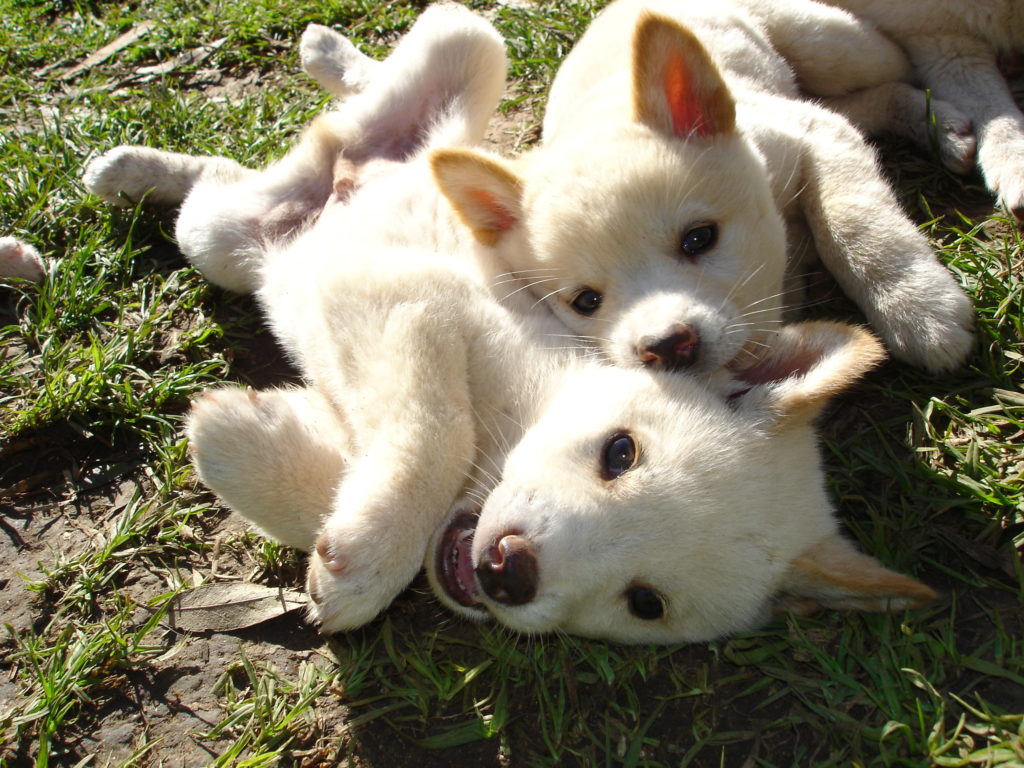 play bites - two littermates playing and biting one another