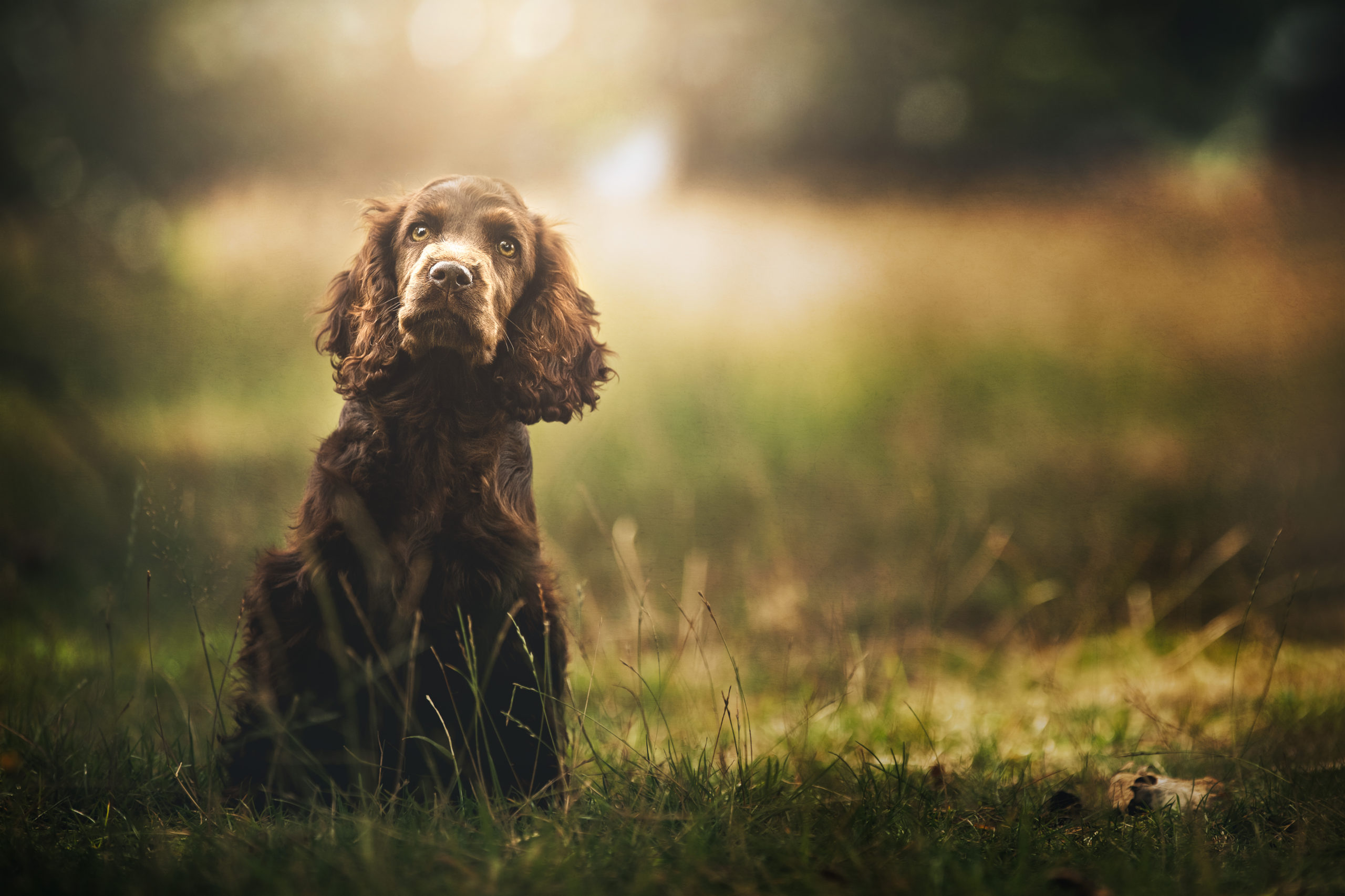 springer spaniel puppy that may just benefit from pupdates!