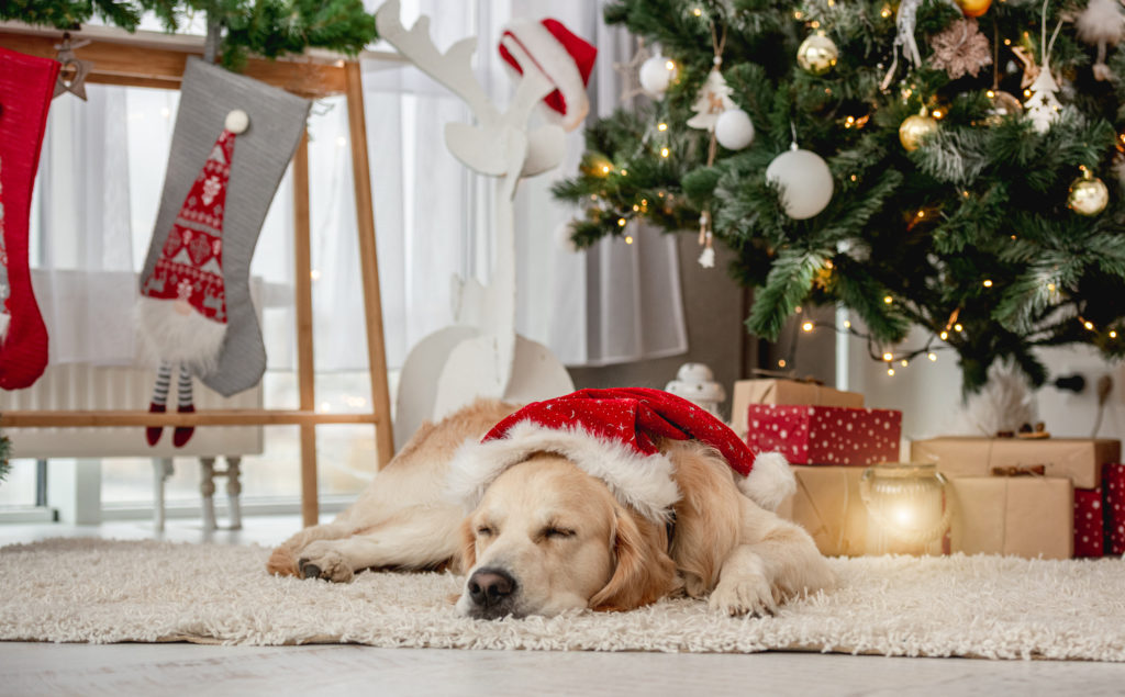 Golden retriever sleeping by the christmas tree