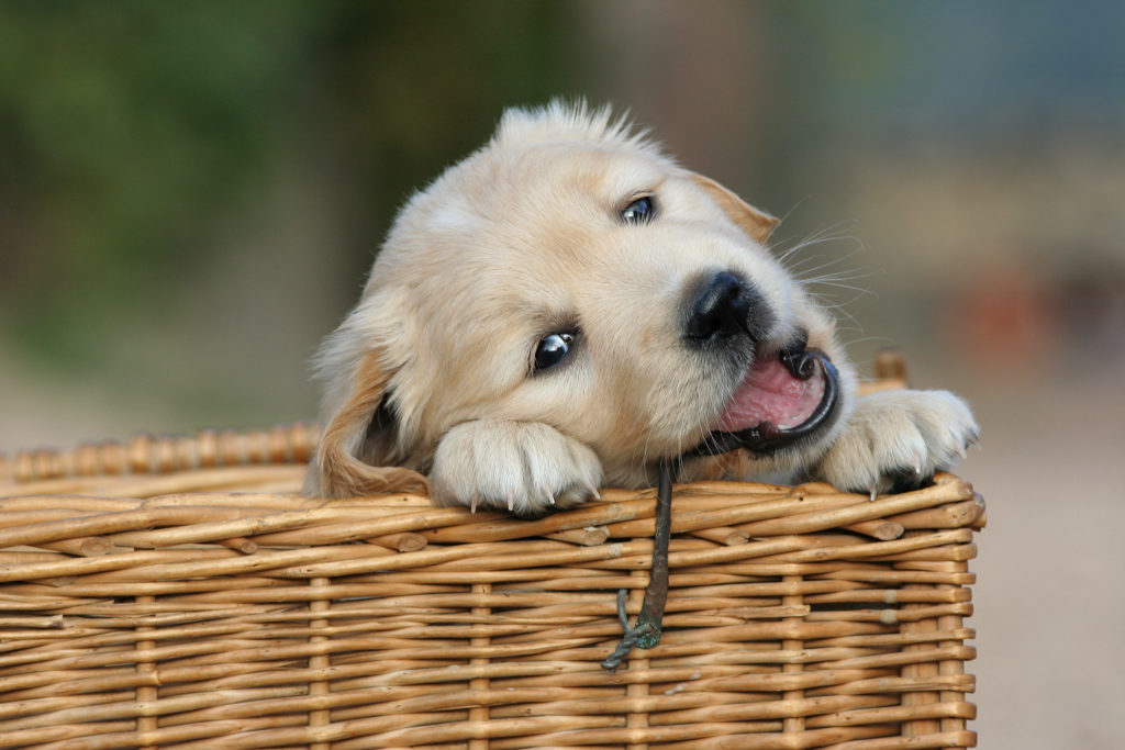 chewing and biting inappropriate things may be a sign that they're teething...
