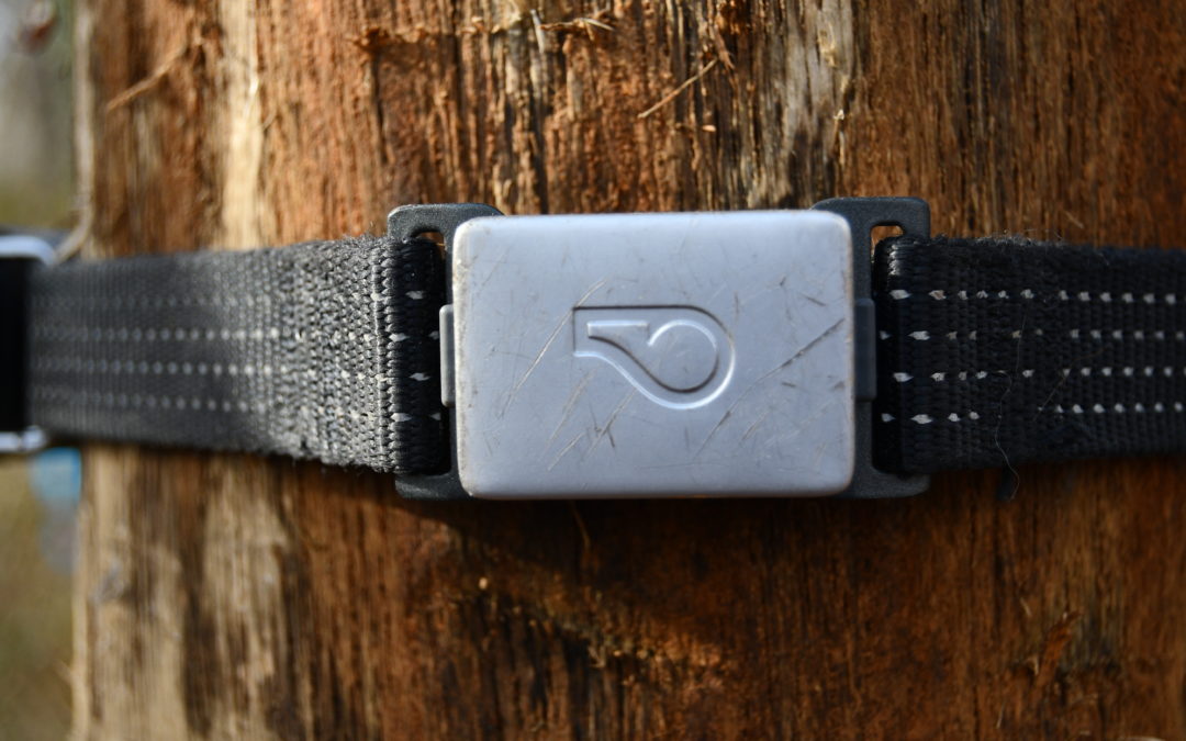 Whistle Switch: Dog Tracker or Health Monitor? – An Honest Review