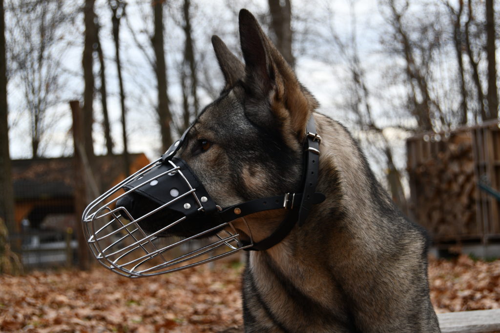 Indie demonstrating a wire basket muzzle