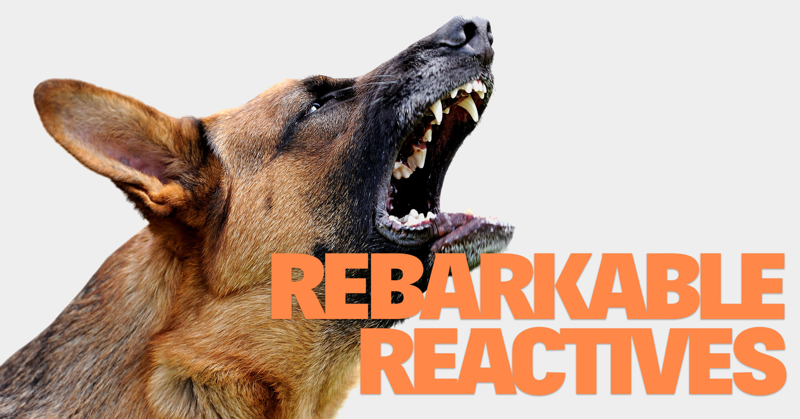 REBARKABLE REACTIVES REBARKABLE REACTIVES