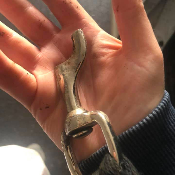 This is a horse grade lunge line, not a dog leash, but it should have done the trick. Evidently 40kg of fur was enough to sheer the clip in this way