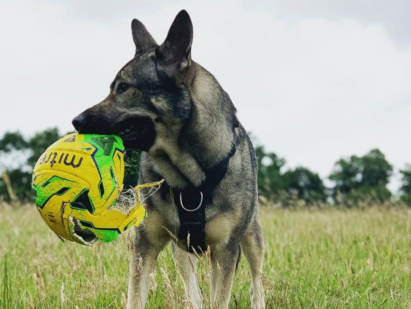 Indie the German Shepherd in a Perfect Fit Harness