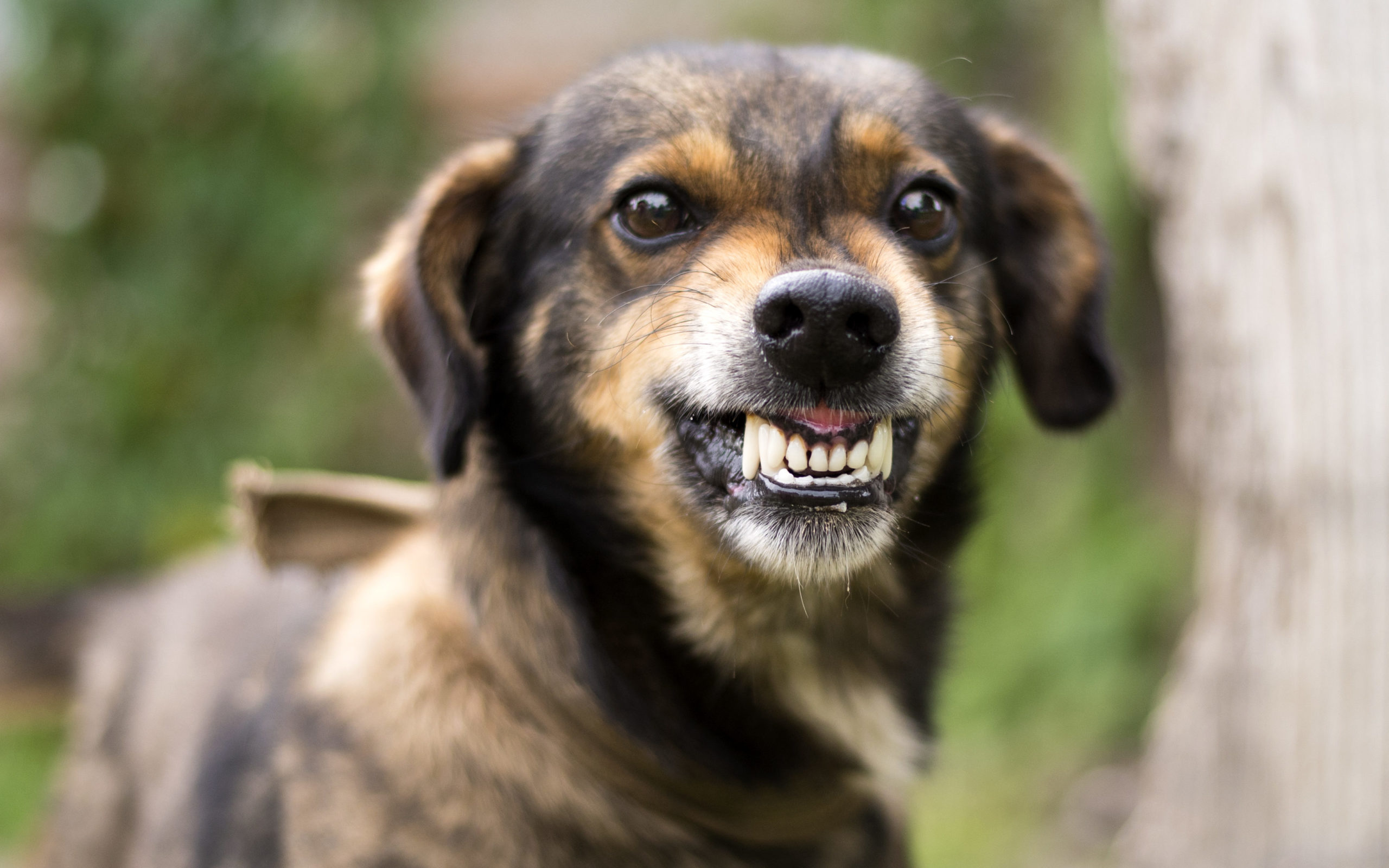small reactive dog threatening